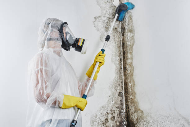 Office Mold Removal Services in Sheridan, CO